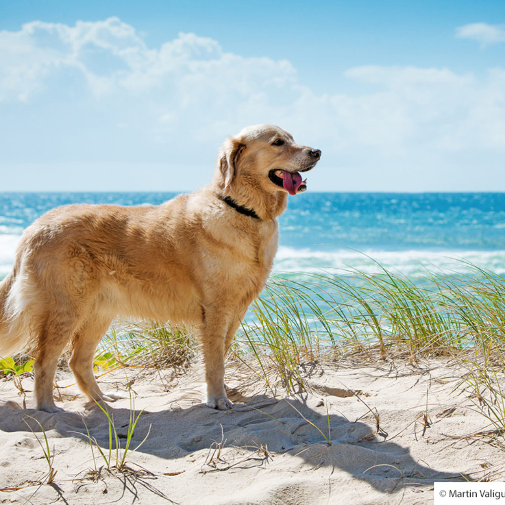 Golden retriever on a sandy dune overlooking beach
