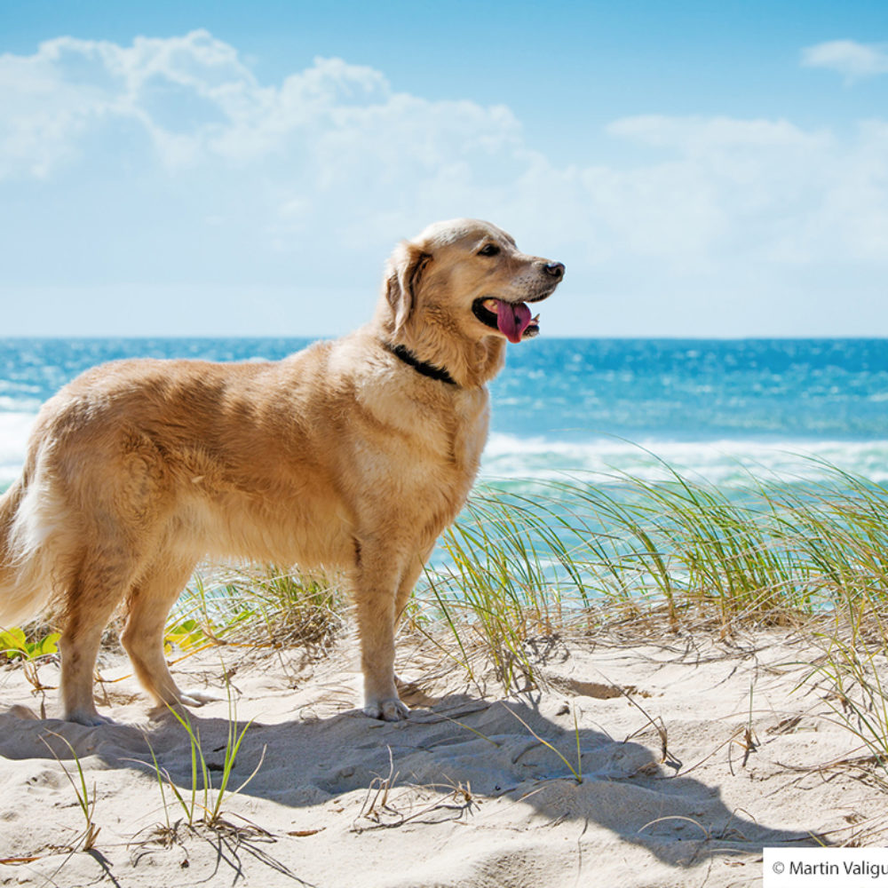 Golden retriever on a sandy dune overlooking beach Golden retriever on a sandy dune overlooking beach