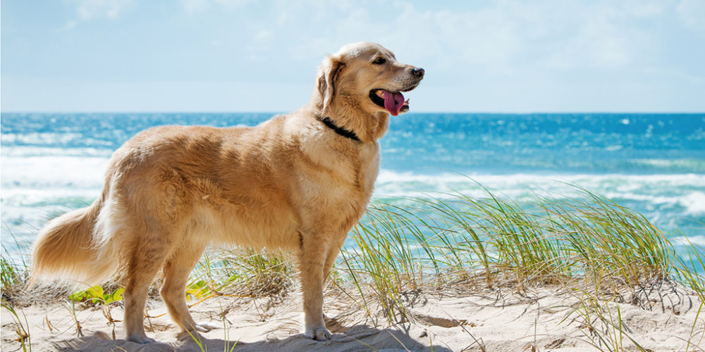 Golden retriever on a sandy dune overlooking beach