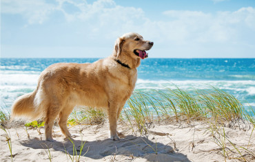Hundeurlaub