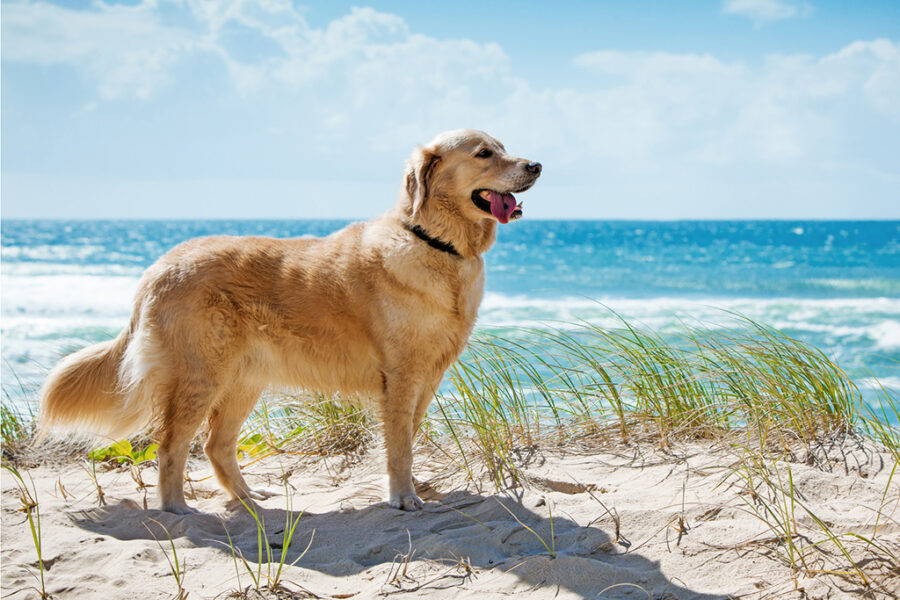 Urlaub mit Hund an der Ostsee