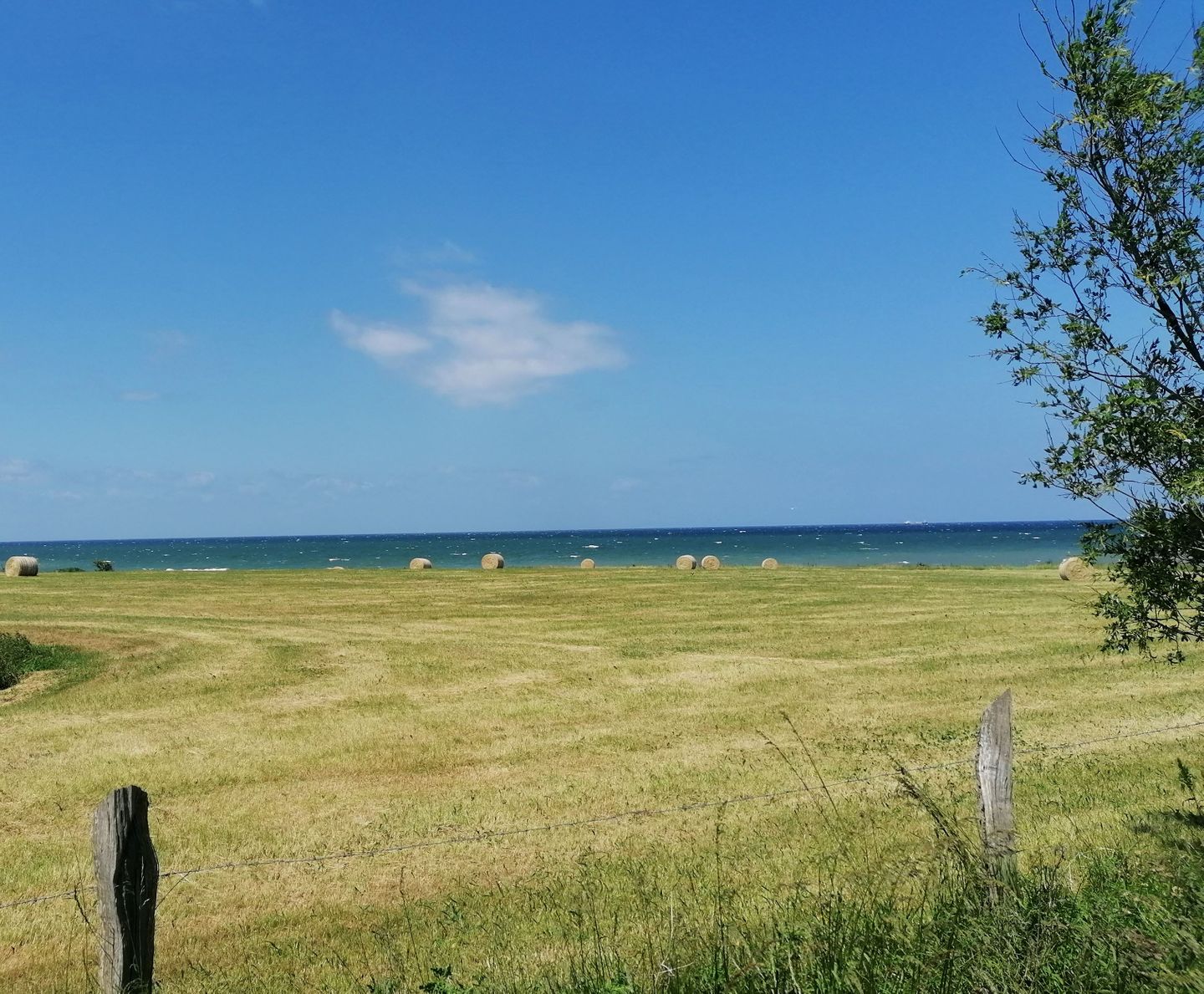 WHG_Seefalke_14626