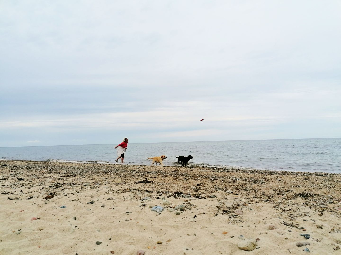 WHG_Seefalke_14678