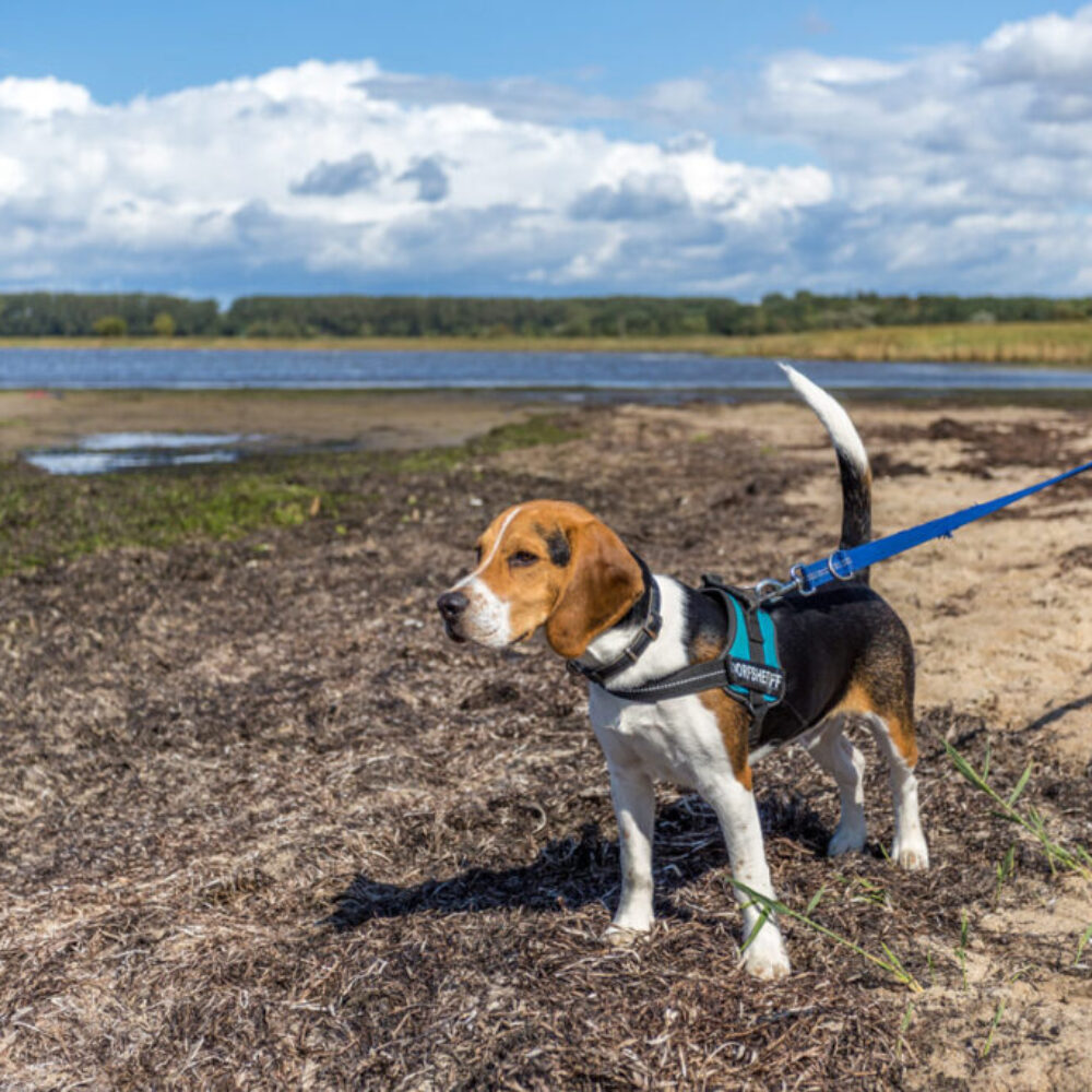 Urlaub mit Hund an der Ostsee