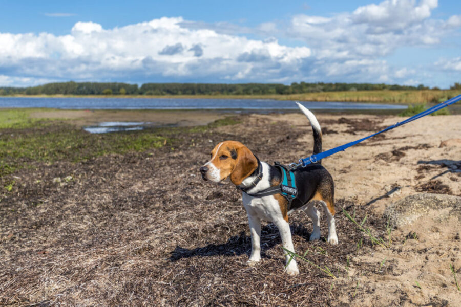 Urlaub mit Hund an der Ostsee