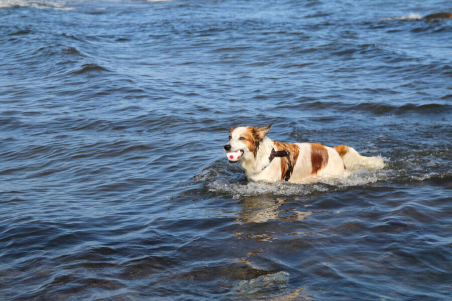 Urlaub mit Hund an der Ostsee