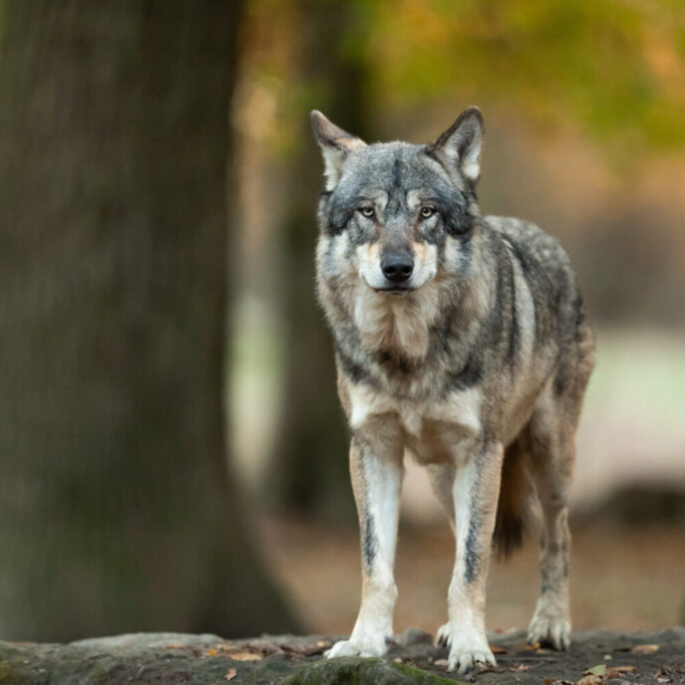 Wildpark_MV